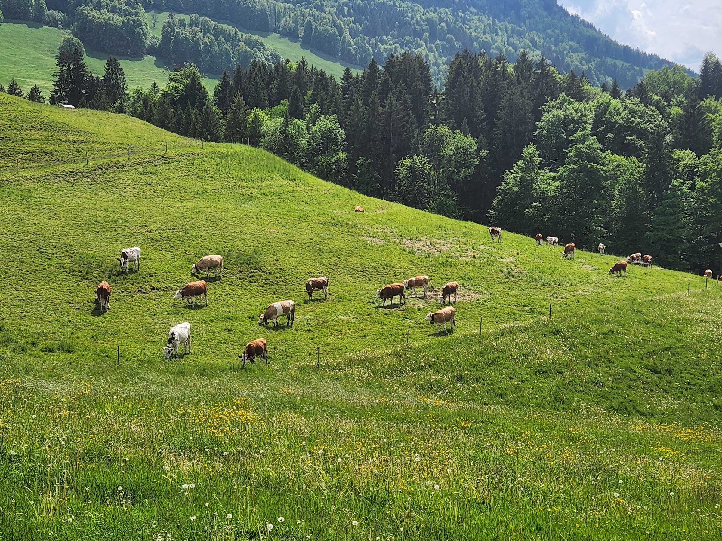 Buvette d'alpage Chez Boudji